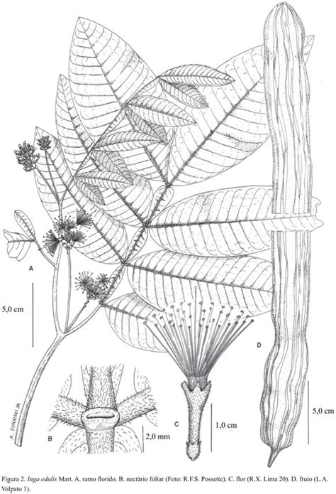 巴西植物|Acta Botanica Brasilica